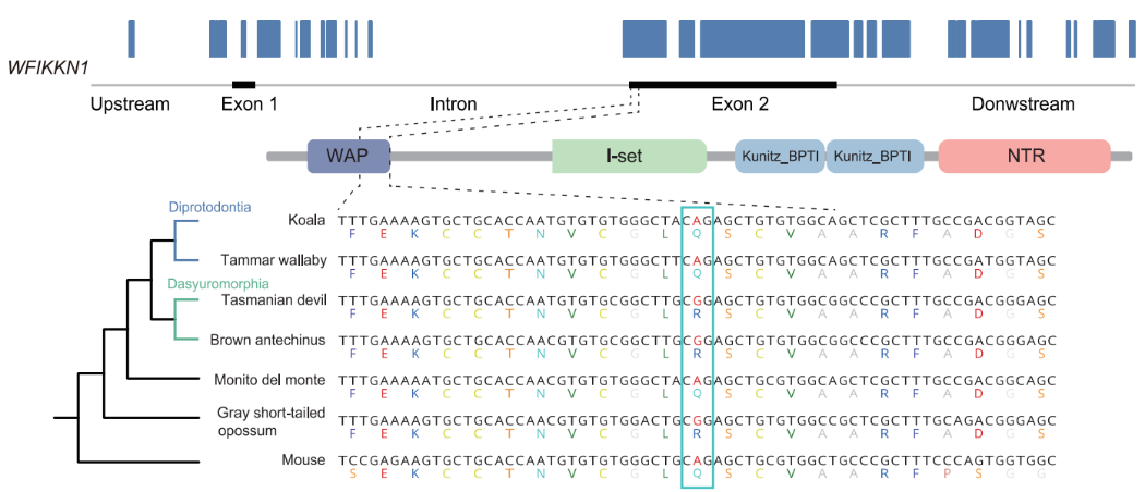 为什么南美的小山猴，“长得像”澳洲的袋鼠？