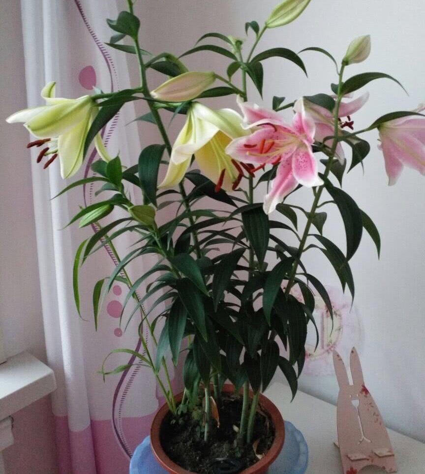 百合花生活环境图片