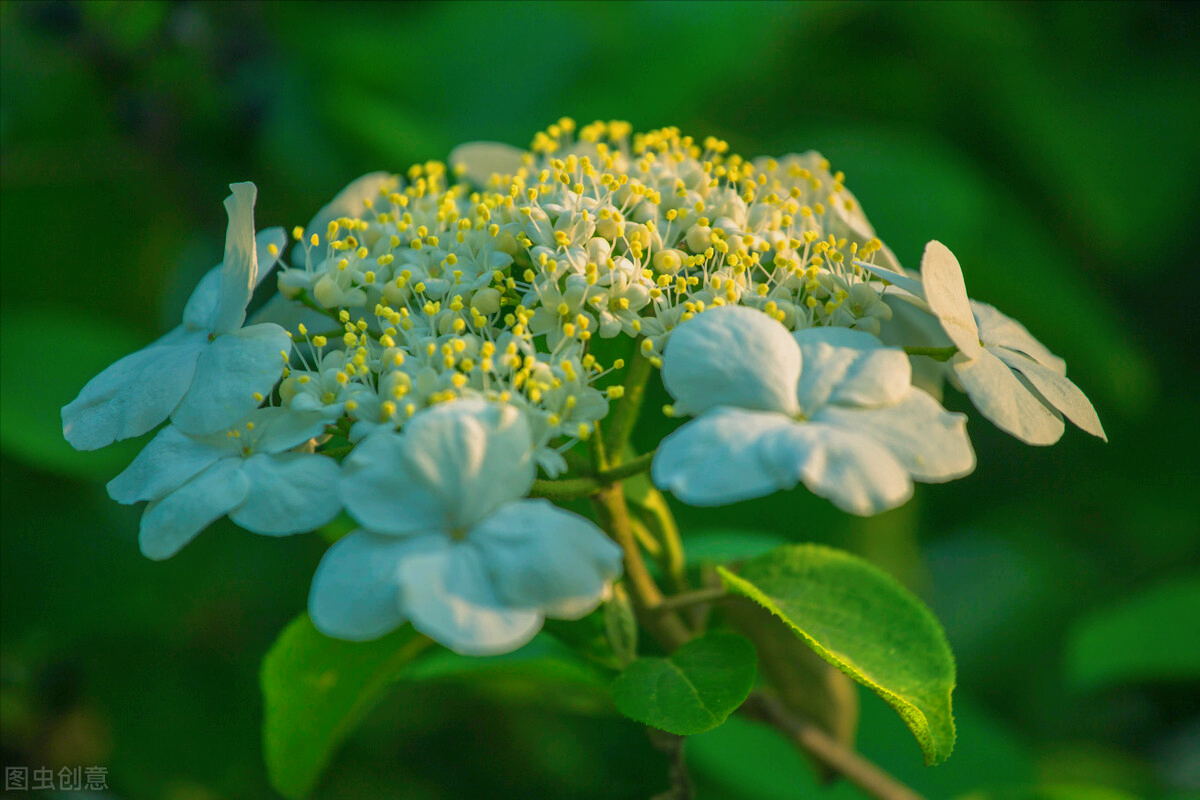 一花一世界，一束花点燃爱，相逢花浪漫情，春花情长，迷人心醉