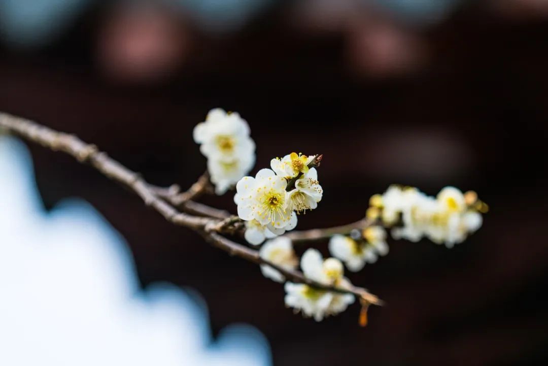 18首踏青诗词，春日游，杏花吹满头，许你一场浪漫相遇