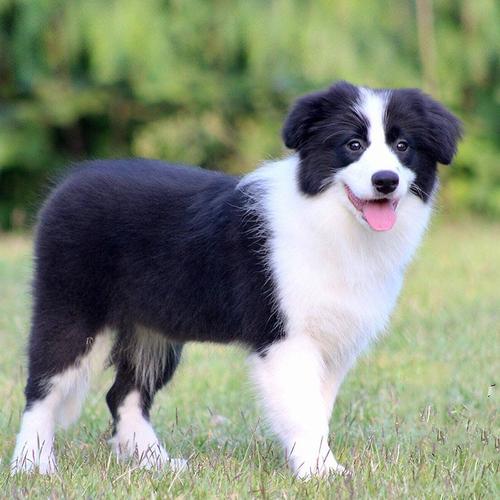 小边牧多少钱(智商第一的边牧犬) - 价格百科