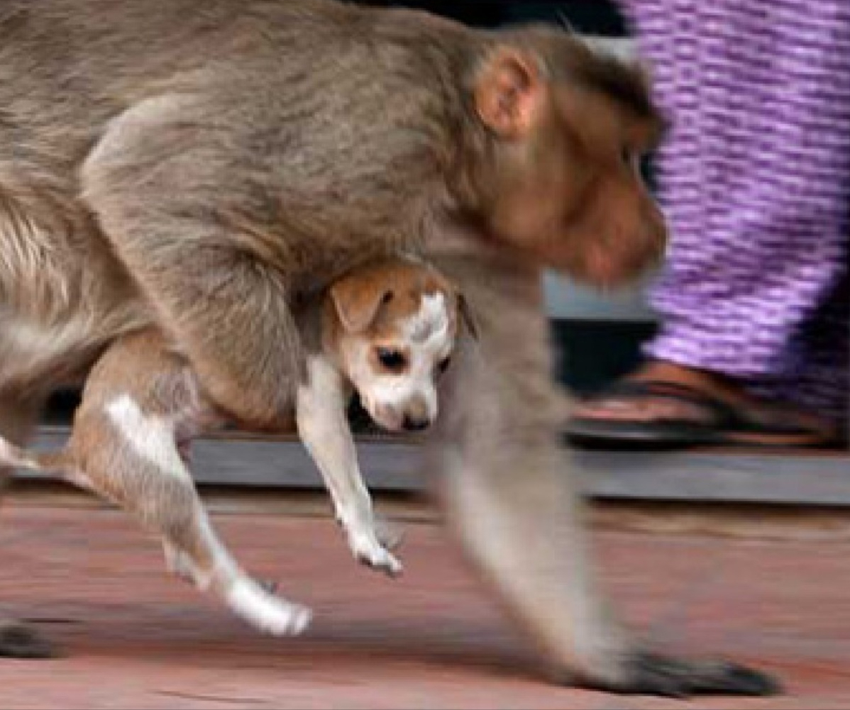 印度一农村上演“猴狗大战”，250条狗被摔死，藏獒能打过猴子吗