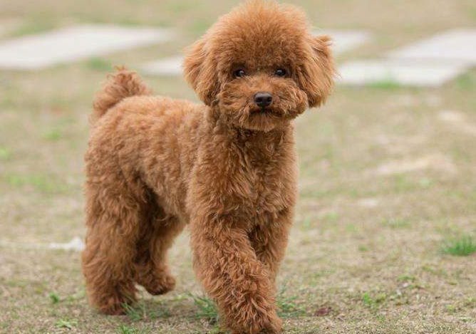 宠物狗泰迪等于慢性自杀看看这只泰迪犬你就知道了