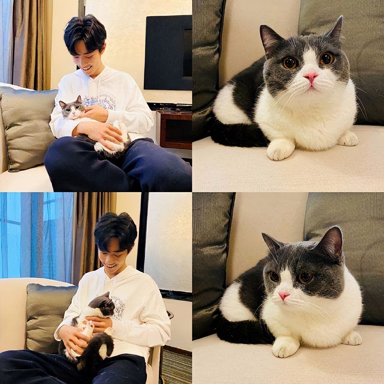 盘点明星养的猫，陆毅家的最贵，你养同款了吗？