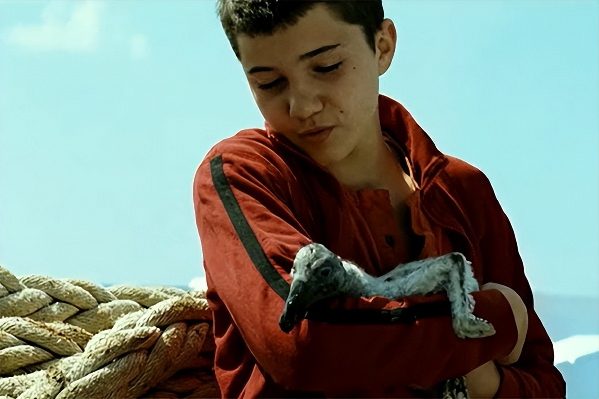 读碟 | 男孩与鹈鹕