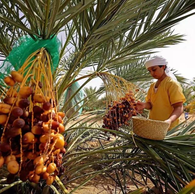 巴基斯坦椰枣价格大跌了巴基斯坦椰枣多少钱一斤