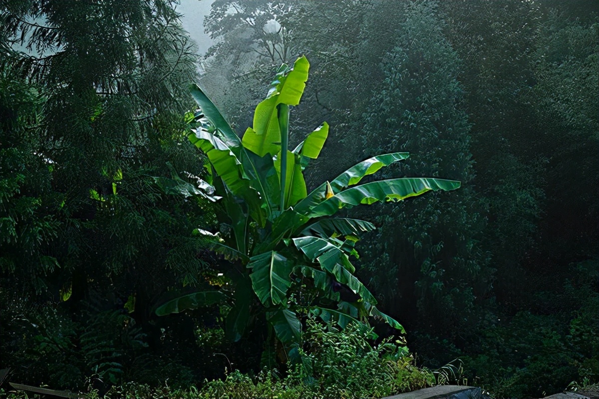 赵明诚去世后，李清照雨夜思念丈夫孤枕难眠，她写下最唯美的孤独