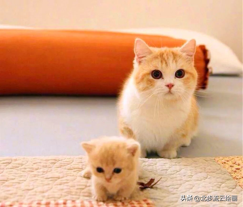 可爱小猫简笔画教程：轻松学会画萌猫