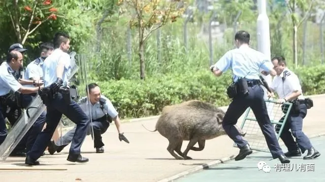 命贵的小孩难带(香港“猪命贵”与背后的资本博弈)