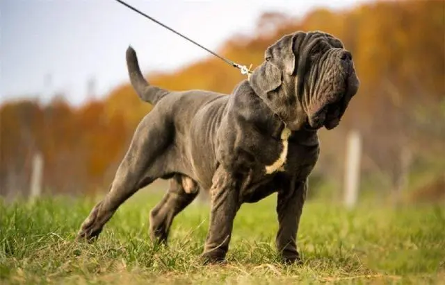 见到一定绕道走!地表战斗力爆表的12种猛犬,一獒战三狼战狮子?
