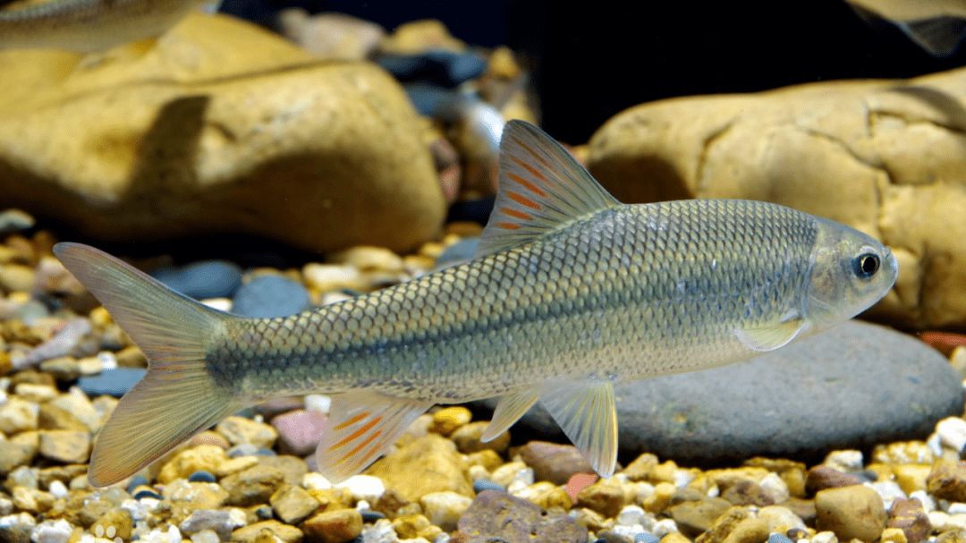 湖北一神秘山洞,每逢清明"吐鱼"成千上万条,专家:这鱼不能吃