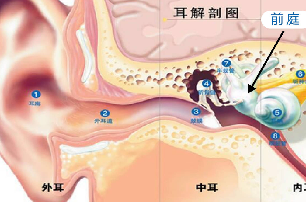 女人右耳朵熱什麼預兆(耳朵總是容易癢是怎麼了) - 百百科