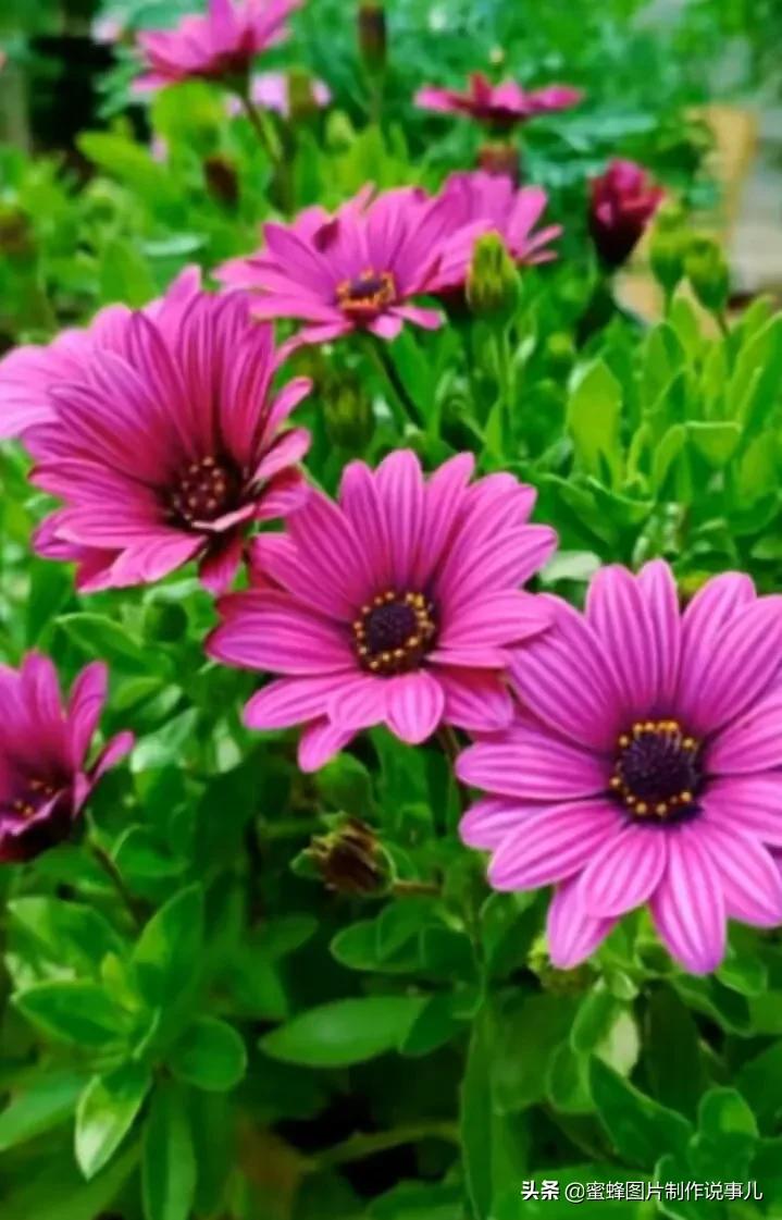 壁纸美图,心有阳光,一路鲜花盛开