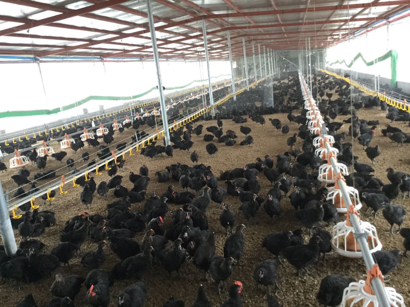 一种规模化养鸡场新型带鸡生物消毒+降氨除臭技术