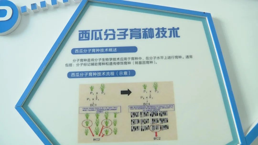 好品山东｜西瓜随便吃，种子得留下！这是啥操作？