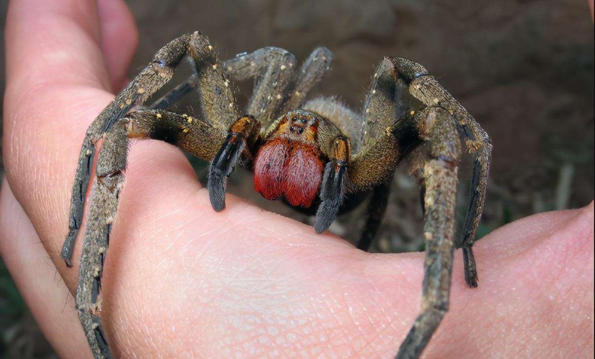 亚马逊森林 恐怖生物图片