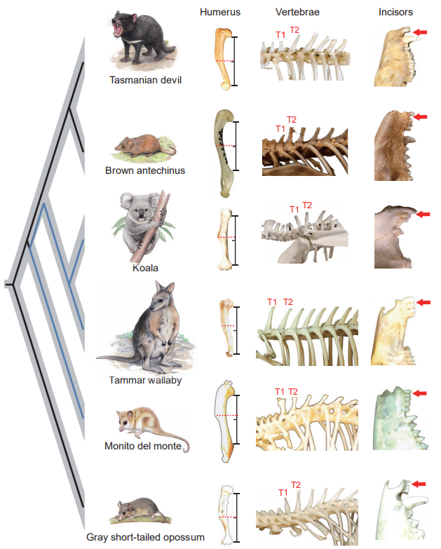 为什么南美的小山猴，“长得像”澳洲的袋鼠？