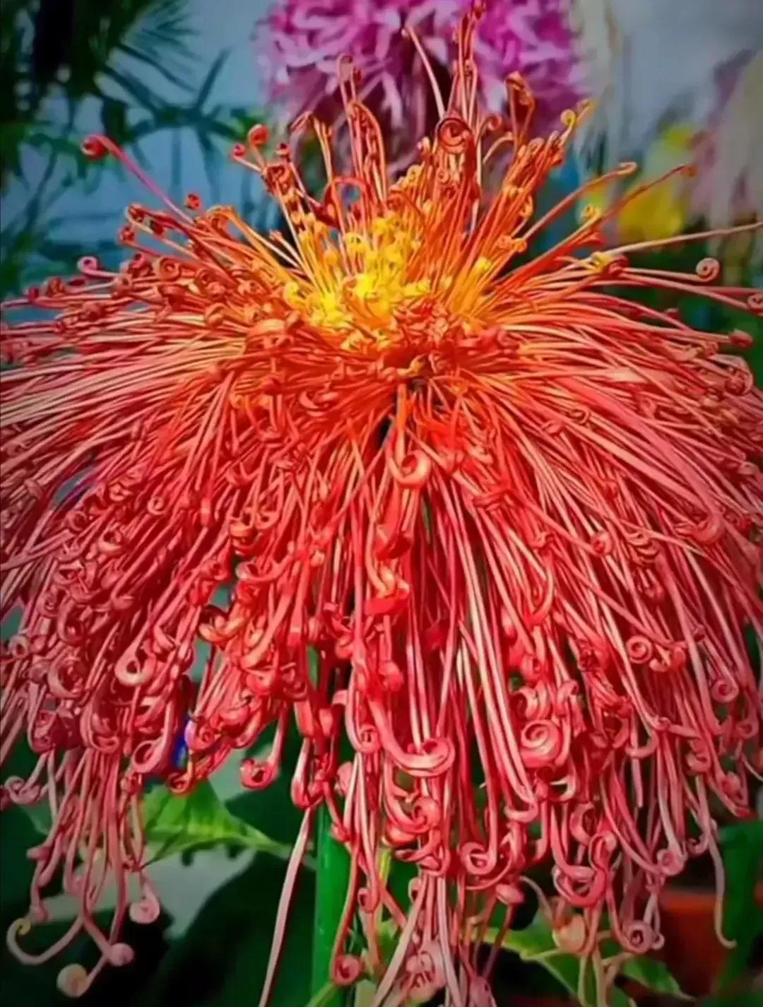 分享图片—漂亮的菊花
