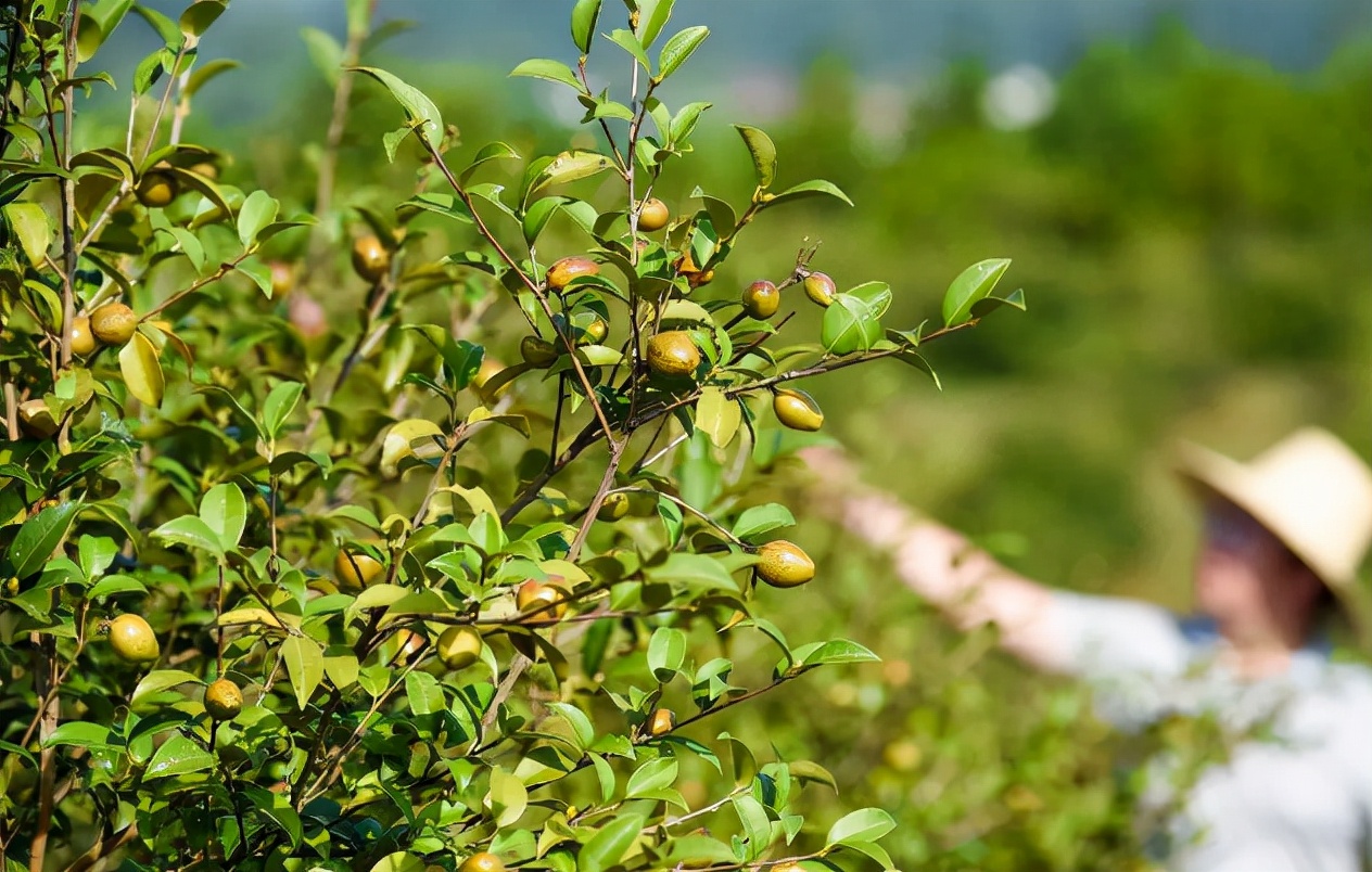 茶油卖到上百元一斤,多地还在推广种植,茶农呼吁:别再炒了