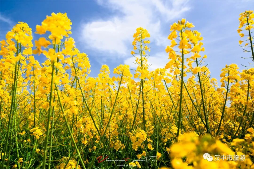 重磅！2022中國(guó)最美油菜花海漢中旅游文化節(jié)最全優(yōu)惠政策來啦！