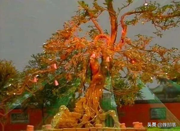 人參果樹苗批發,人參果樹苗批發價格
