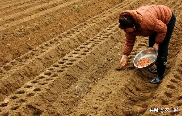 花生什么时候播种图片