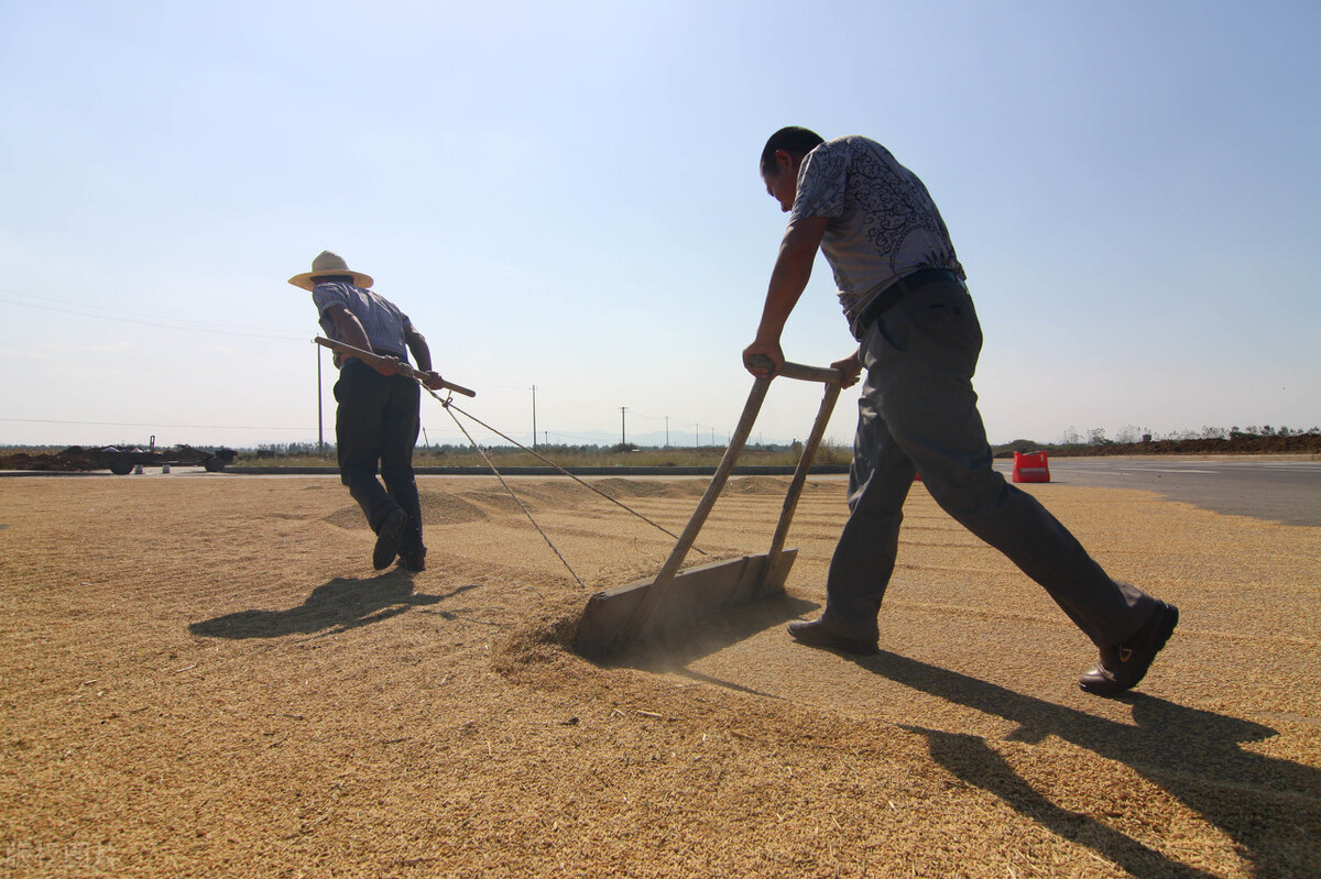 记忆中生产队时期缴公粮和分口粮的一些事,社员迫不及待地吃新粮