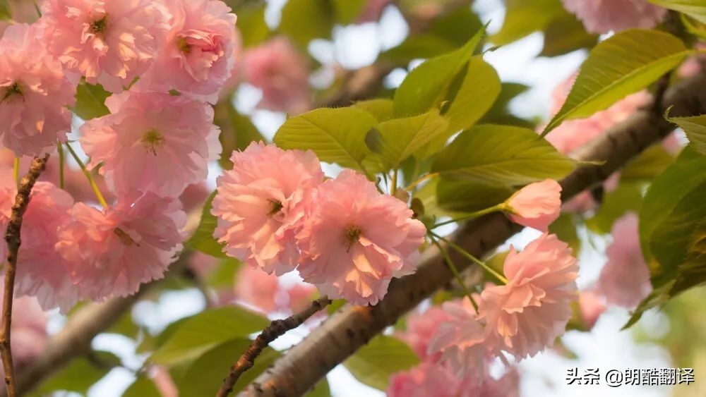 这些绝美的世界级英文名著句子，第一句就很惊艳，堪称写作金句