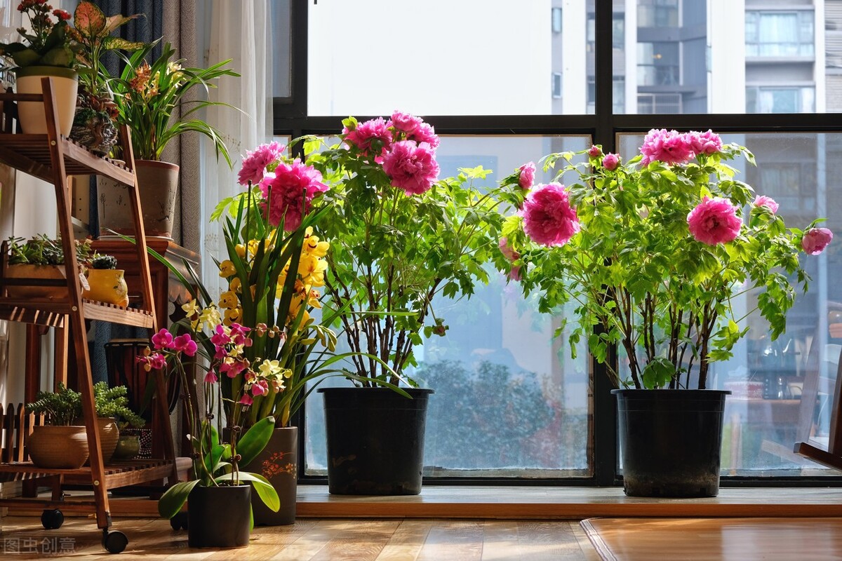 10首国色天香的牡丹花诗词，配上照片，最适合四月发朋友圈