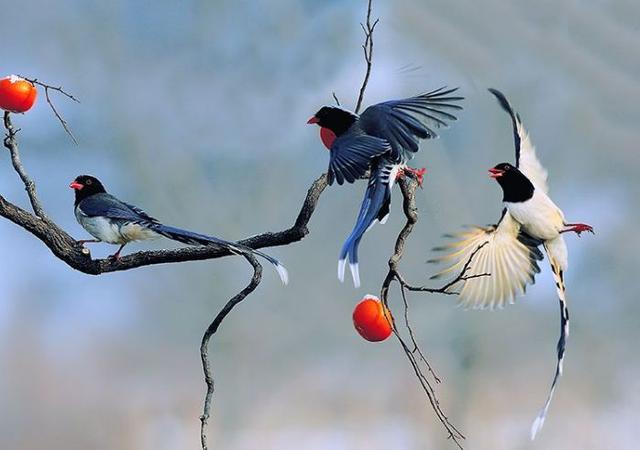 以善良宽容之心待人之义鹊怜孤