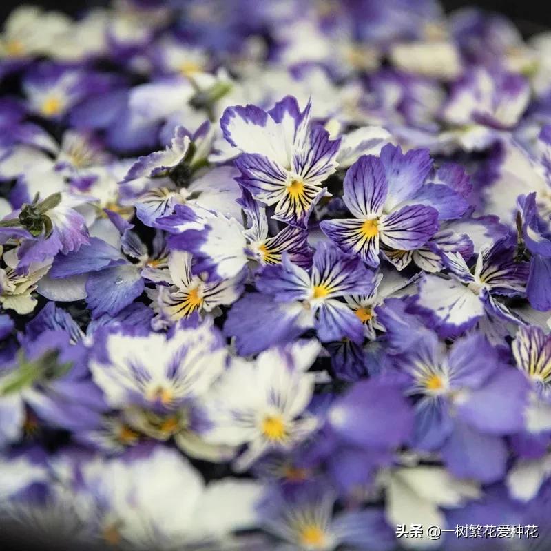 耐寒宿根花卉（两季都适合种的30种宿根花卉）