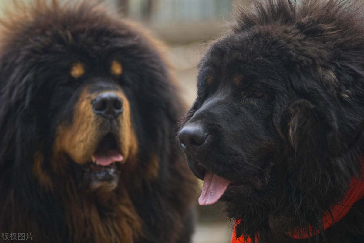 藏獒王(藏獒vs比特犬，谁才是真正的狗中之王？)