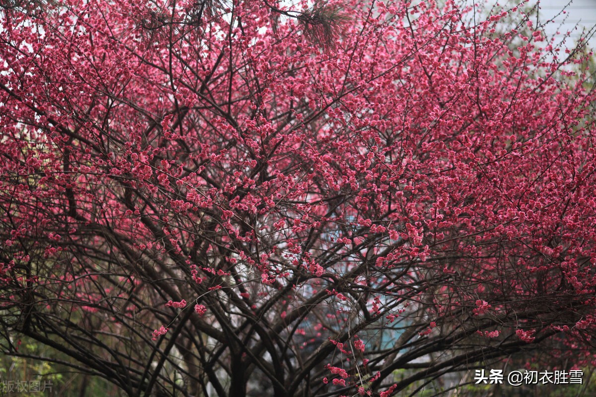 早春梅花盛开美诗六首：初春锦绣铺千树，梅花为梦草为茵