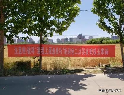 二点委夜蛾研究再创新 生态调控措施普及推广