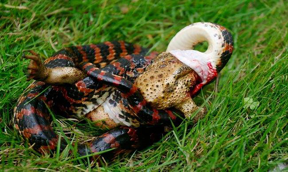 中国常见的蛇(中国常见蛇的种类)