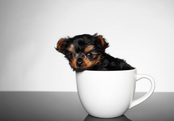 哪里有卖茶杯犬（茶杯犬价格昂贵的5个原因）