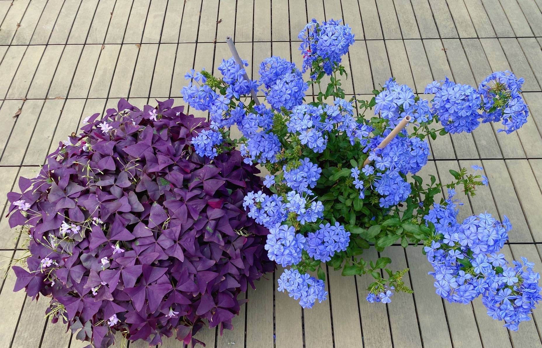 3种 漂亮花 多浇水施肥多晒太阳 开花多倍 夏天美呆了 天天看点