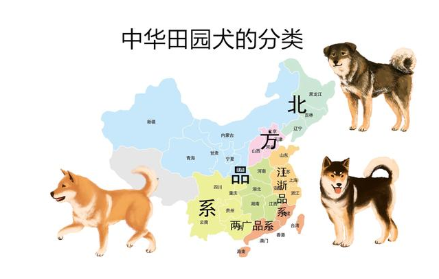 田园犬和土狗有什么不同（土狗三大品系划分）