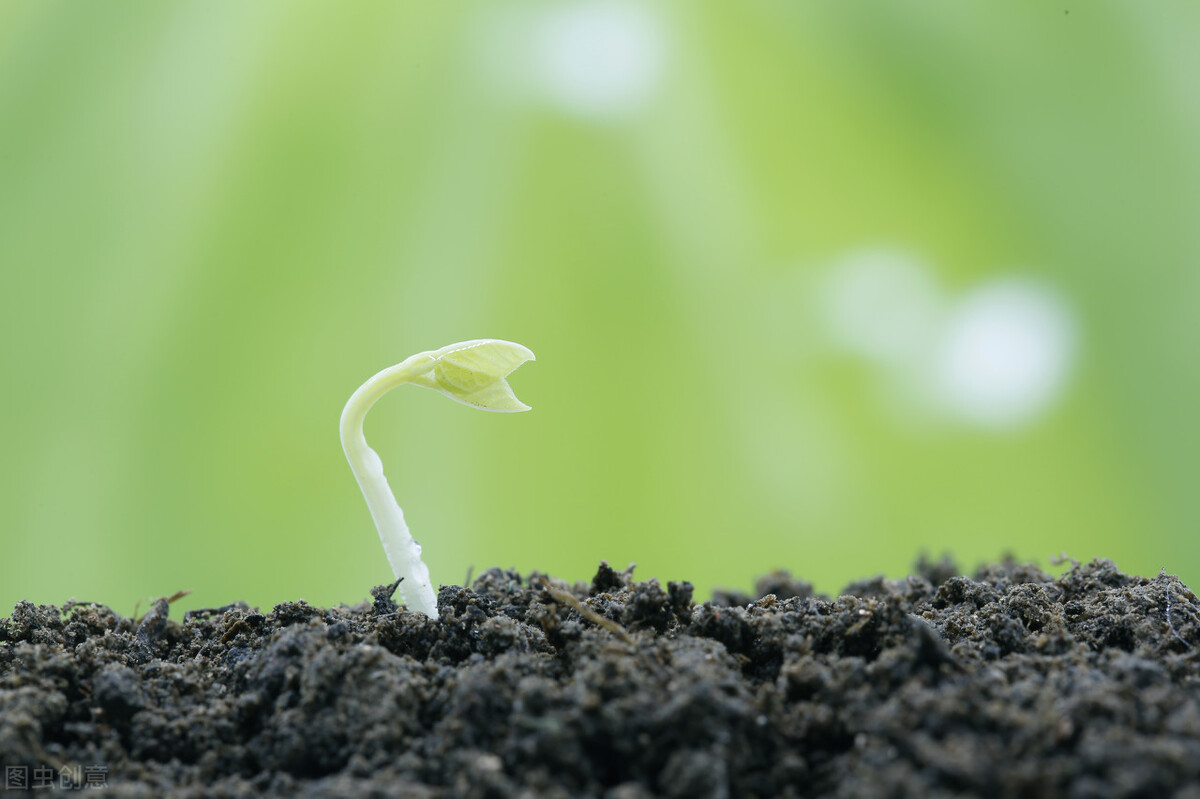 所以说配虎,把虎的力量彪悍,勇猛放在寅位,来代表这股气是如何破土而
