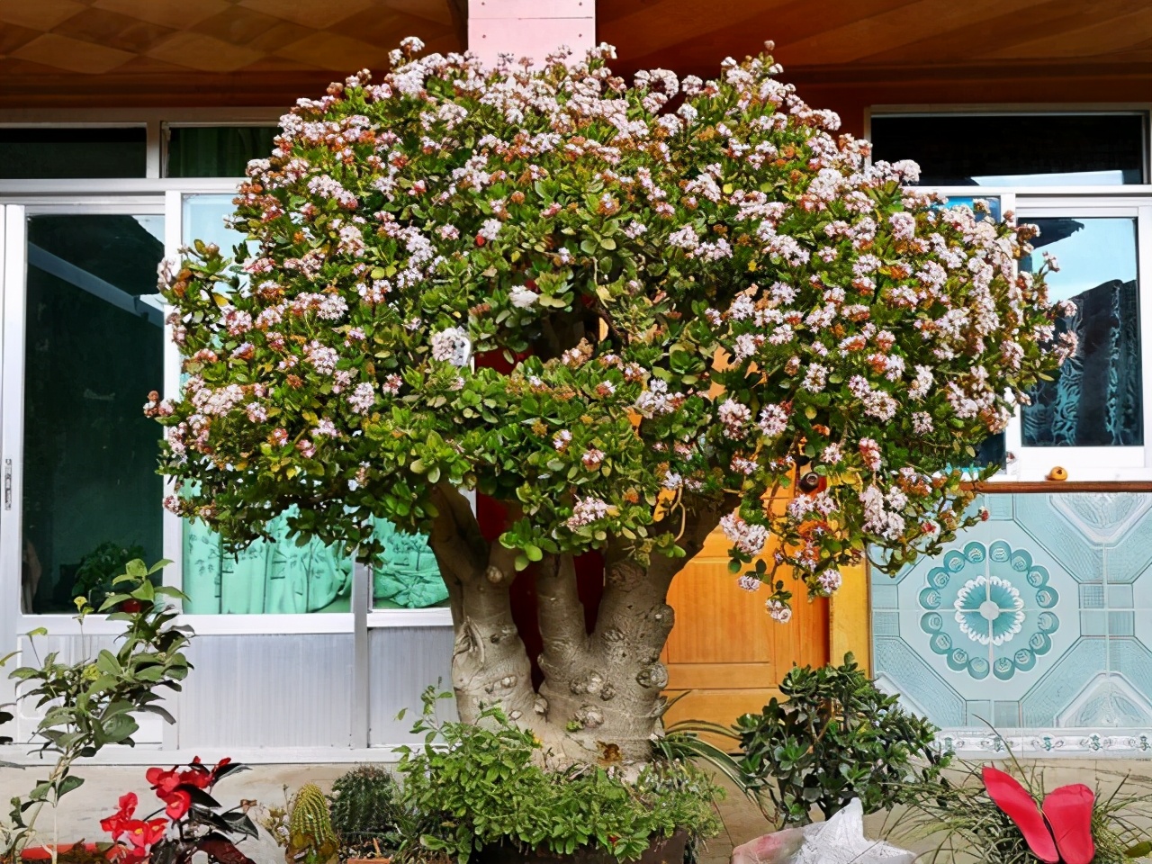 玉树是景天科的多浆植物,能长得很高大,在南方一些温暖地区,有人把它