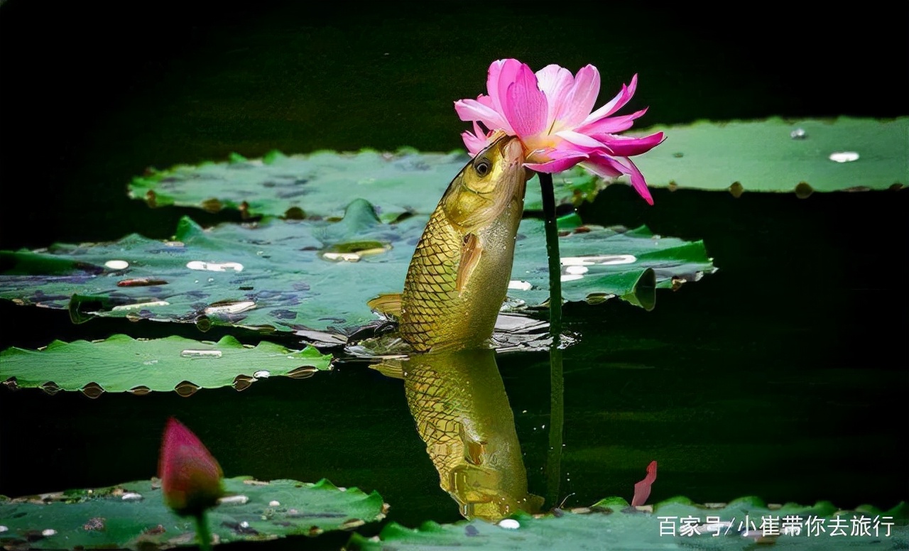 你见过鱼吃荷花吗?画面太美腻,第一次见被惊艳呆了