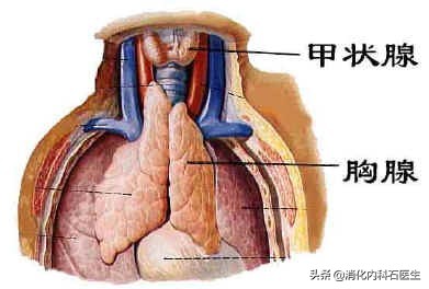 女子剧咳、胸痛治疗无效，胃镜一做，医生浑身鸡皮疙瘩直立