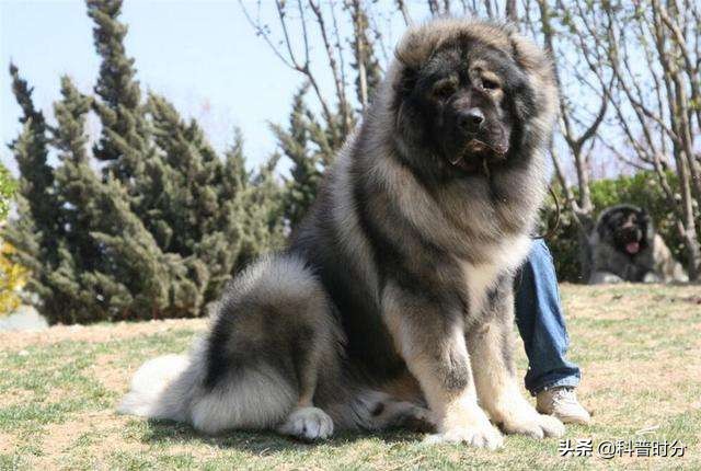 世界上兇猛的十種狗，日本土佐犬上榜，藏獒排名第二