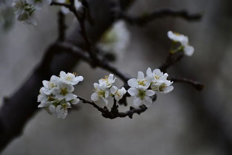 诗词鉴赏-李花浅白开自好，十首李花的诗词，如雪如诗，不可辜负