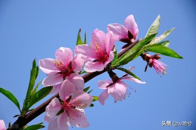 春天的颜色——红白黄紫绿