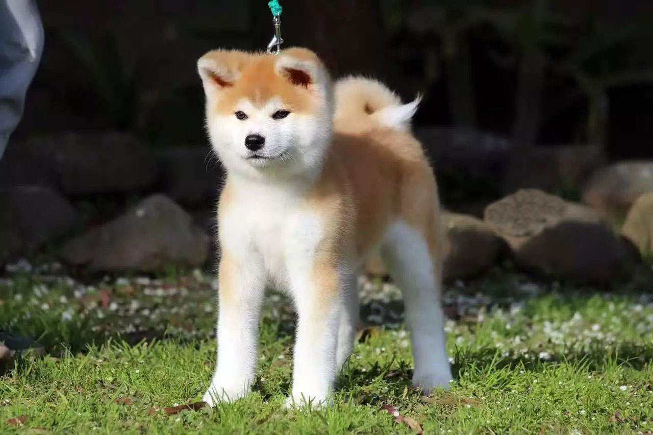 飼養秋田犬的