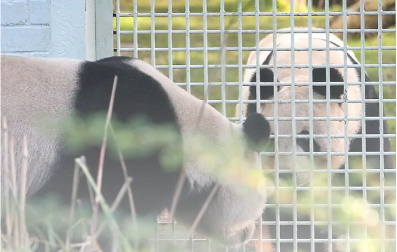 熊猫到底“俘获”了多少日本人？有人甚至要把遗产留给熊猫……