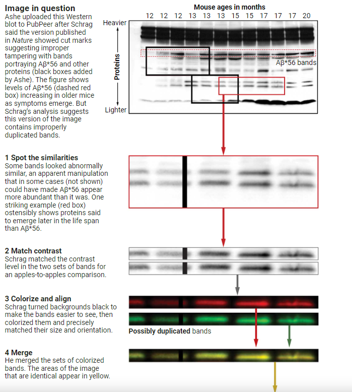 阿尔茨海默症开创性论文涉嫌造假，后果究竟有多严重？