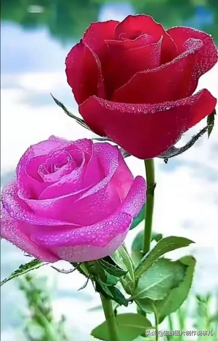 壁纸美图,玫瑰花开,富贵吉祥