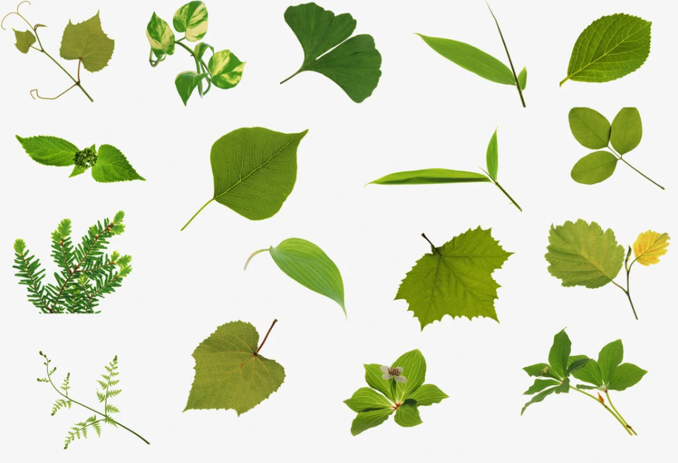 jpg,png,bmp.这么多的图片形式都有什么区别?